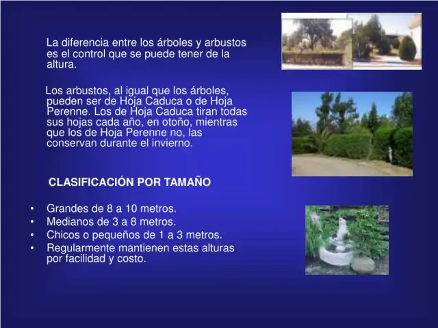 Qué significa arbustos: características y diferencias esenciales