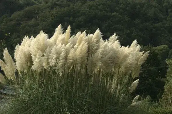 Jak przycinać trawy ozdobne na wiosnę, by uniknąć błędów w pielęgnacji