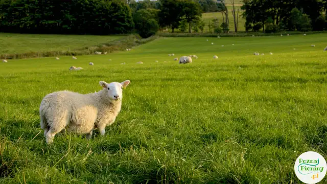 Bacówka u Wojtka Jaworki: Autentyczne sery Pienin musisz to zobaczyć!