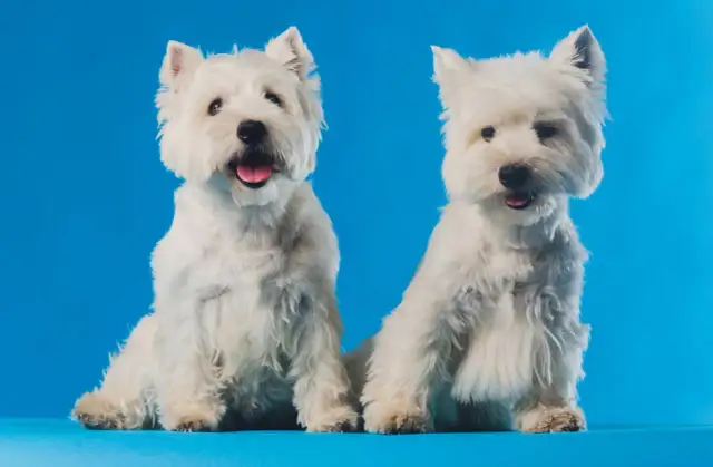 Jaki pies do mieszkania w bloku - rasy idealne dla ciasnych przestrzeni