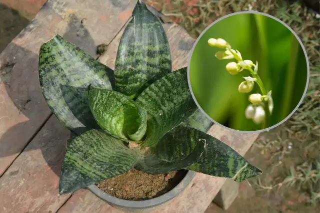 Jak kwitnie sansewieria? Odkryj sekrety jej rzadkiego kwitnienia