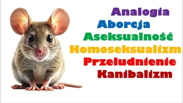 Eksperyment z myszami: Czy "Wszechświat 25" przewidział naszą przyszłość?