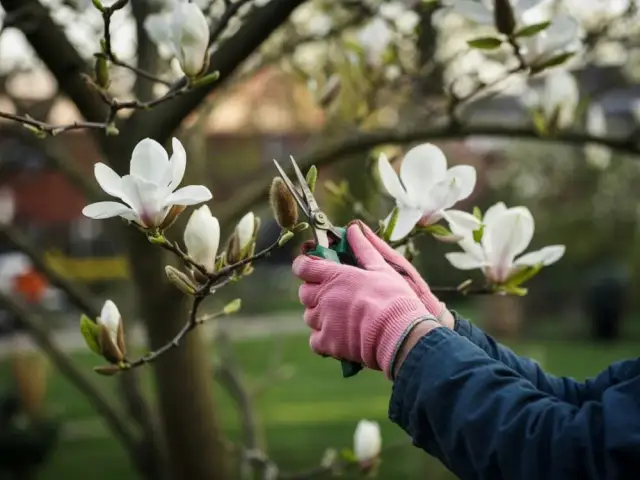 Jak przycinać magnolię, aby uniknąć błędów i wspierać jej wzrost