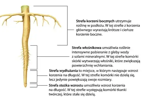 Stożek wzrostu korzenia: Wygląd, funkcje i znaczenie w rozwoju roślin