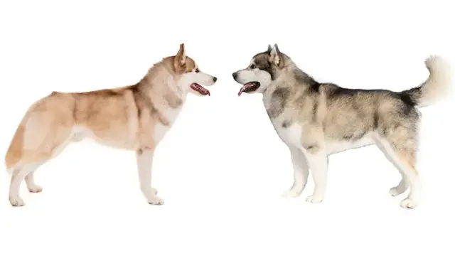 Jak odróżnić husky od malamuta: kluczowe różnice i cechy