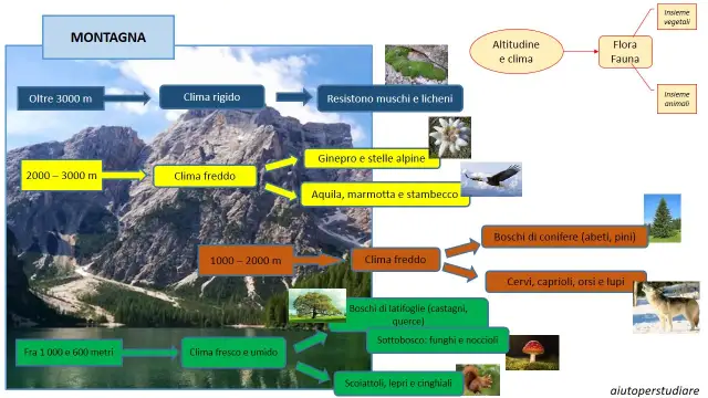 Flora e Fauna Montana: Guida Completa alla Biodiversità Italiana