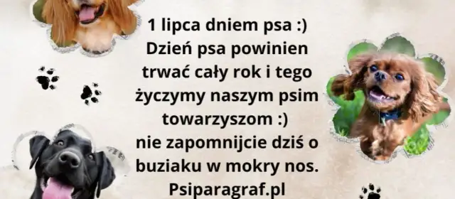 Kiedy jest dzień psa? Sprawdź daty i znaczenie tego wyjątkowego dnia