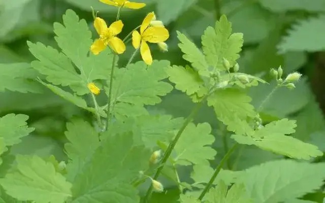 Kiedy kwitnie jaskółcze ziele? Odkryj jego tajemnice i piękno