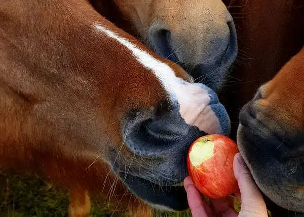 Czy konie mogą jeść jabłka? Sprawdź, co musisz wiedzieć o ich diecie