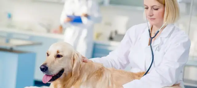 Czy weterynarz może wypisać receptę dla człowieka? Prawda i mity
