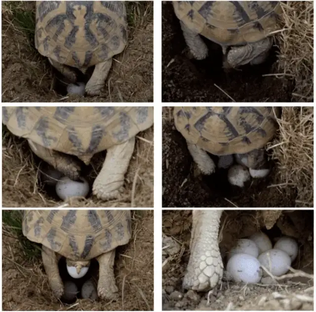 Jak żółwie się rozmnażają? Odkryj fascynujący proces ich życia