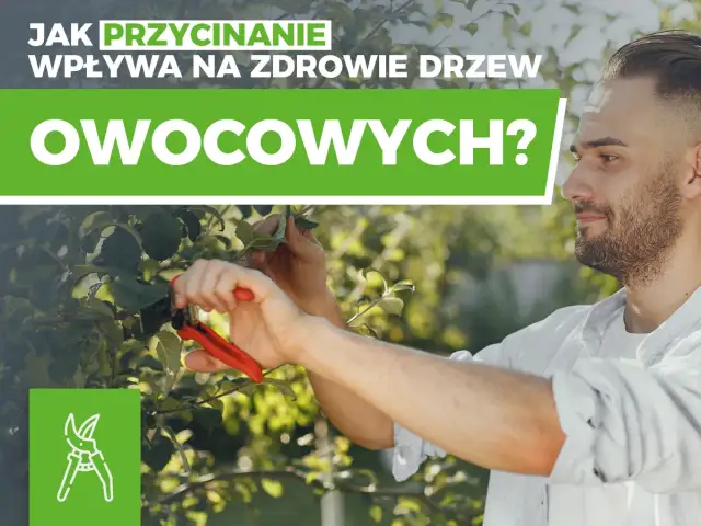 Cięcie drzew owocowych: Kiedy, jak i dlaczego to klucz do sukcesu?