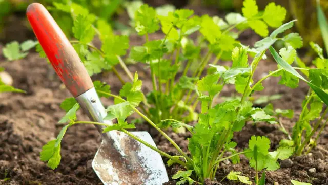 Kolendra odrasta po ścięciu? Sprawdź, jak to zrobić!