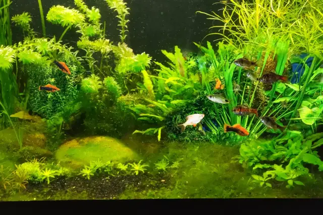 Jak wyklarować wodę w akwarium: 5 skutecznych metod na czystość