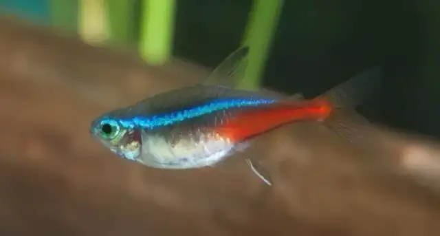 Jak wygląda neonek w ciąży? Oznaki i zmiany, które musisz znać