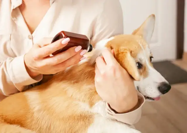 Jak często odrobaczać psa? Poznaj optymalny harmonogram i zasady