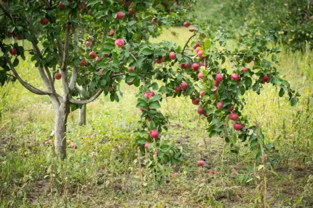 Czy zgniłe jabłka na kompost? Sprawdź, co zrobić z nadgniłymi owocami