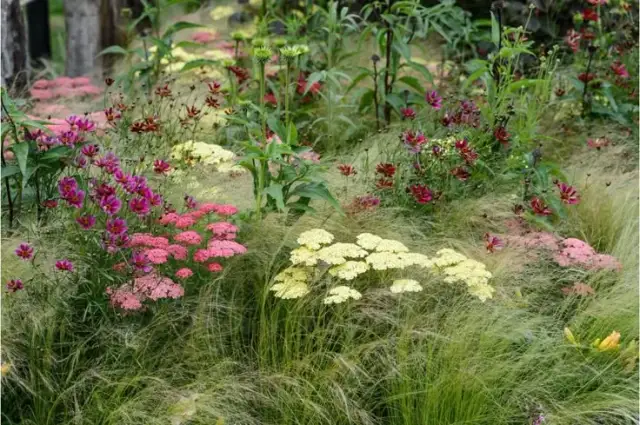 Jakie krzewy na słoneczny taras - rośliny, które przetrwają upał