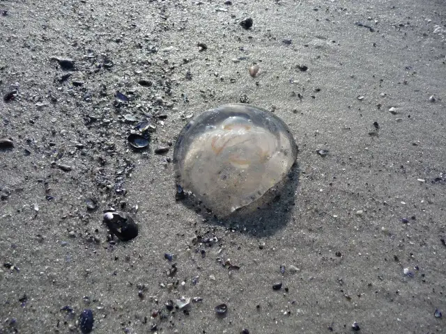 Meduza na piaszczystej plaży, otoczona muszelkami.