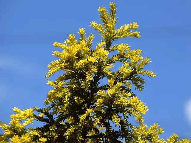 Czy cis jest trujący dla psa? Objawy i zagrożenia dla zdrowia