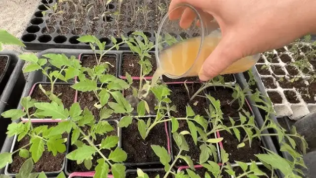 Najlepszy nawóz do rozsady pomidorów - uniknij błędów w nawożeniu