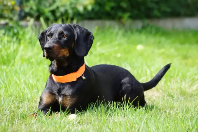 Polski pies gończy: Ogar czy Gończy? Rozwiąż zagadkę krzyżówki!