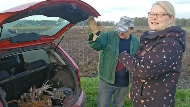 Kiedy sadzić cebulę i czosnek, aby uniknąć błędów w ogrodzie