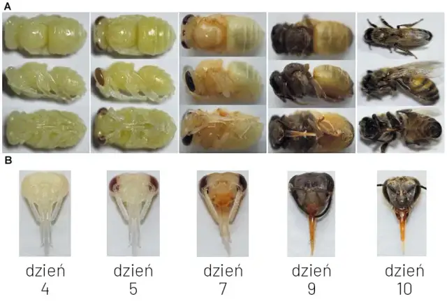 Jak rozmnażają się pszczoły? Odkryj tajemnice ich reprodukcji