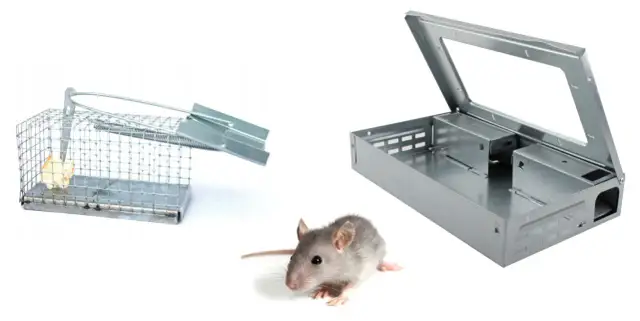 Myszy na strychu: Skuteczny sposób na pozbycie się gryzoni