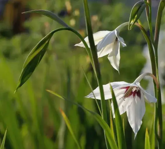 Czy mieczyki można sadzić w doniczkach? Oto, co musisz wiedzieć