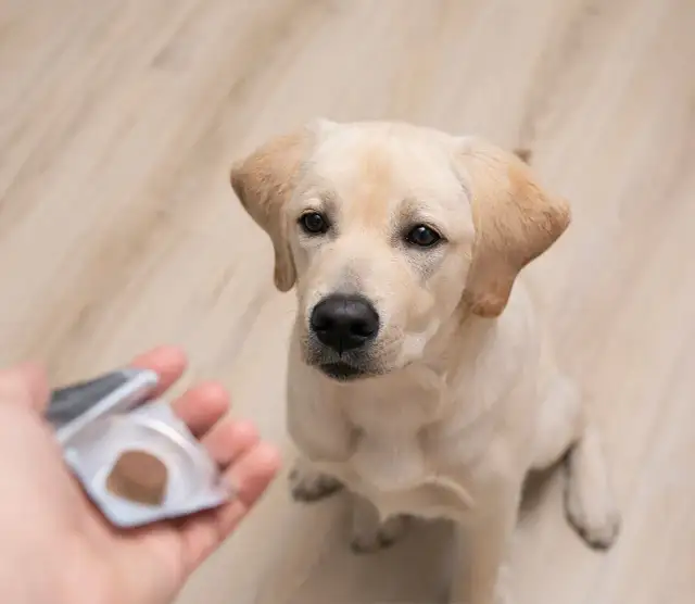 Skuteczne sposoby jak podać psu tabletki na odrobaczanie: 5 sprawdzonych metod