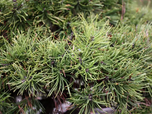 Jak wybrać idealną sosnę na żywopłot? Odmiany, wymagania i praktyczne porady