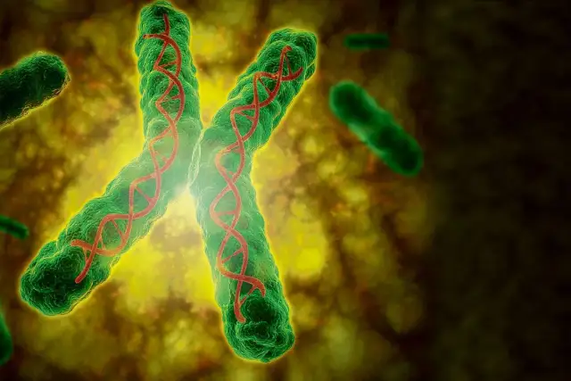 Jak rozmnażają się organizmy? Poznaj różne metody i mechanizmy