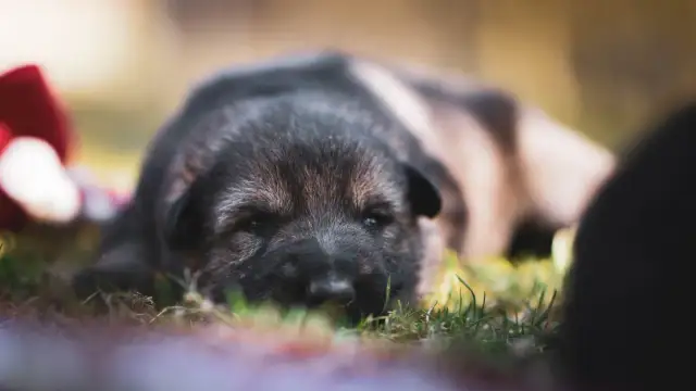 Do kiedy szczeniak sika w domu? Poznaj czas nauki czystości