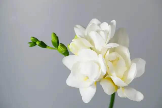 Kiedy jest sezon na frezje? Odkryj najlepszy czas na ich sadzenie