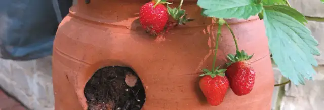 W czym sadzić truskawki? Najlepsze pojemniki i metody uprawy