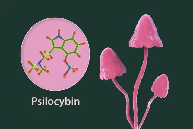 Zarodniki grzybów psylocybinowych: Legalne? Gdzie leży granica?