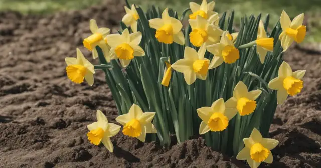 Jak sadzić narcyzy: proste kroki dla pięknych kwiatów w ogrodzie
