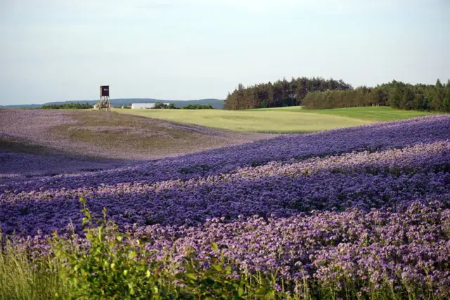 Pole fioletowych kwiatów w Górach Sowich z wieżą widokową w tle.