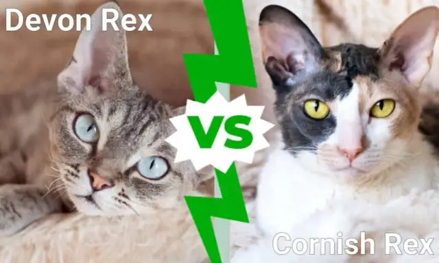 Cornish Rex vs Devon Rex: Kluczowe różnice, które musisz znać