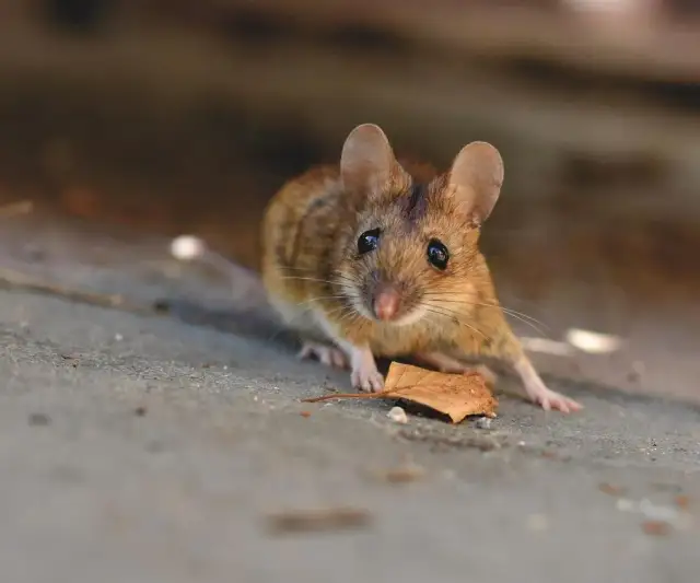 Jak pozbyć się myszy z poddasza - skuteczne i humanitarne metody