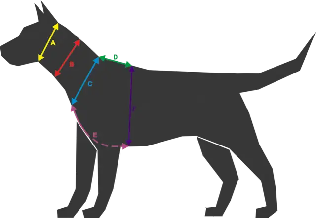 Jak założyć psu obrożę, aby była wygodna i bezpieczna