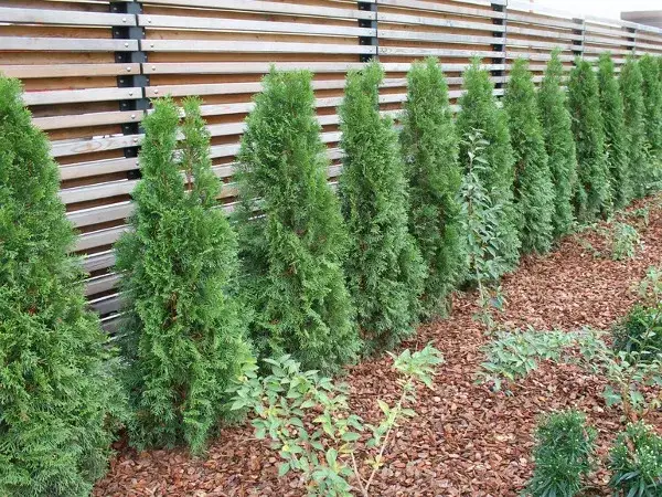 Tuje posadzone co 70 cm – idealny sposób na gęsty żywopłot