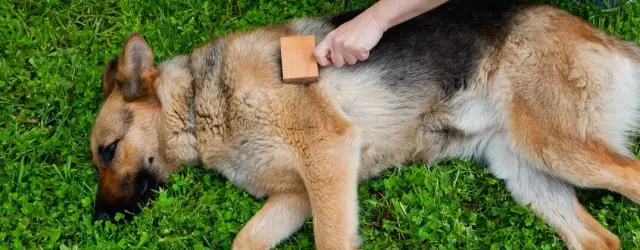 Czym czesać owczarka niemieckiego długowłosego, aby uniknąć kołtunów?