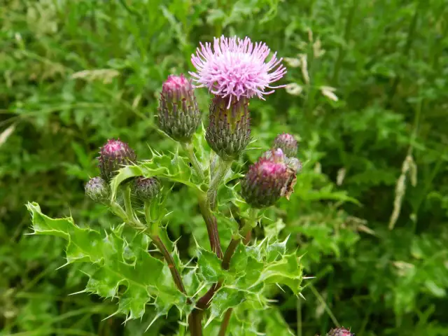 Kwiat ostrożenia z kolczastymi liśćmi na tle zielonej łąki.