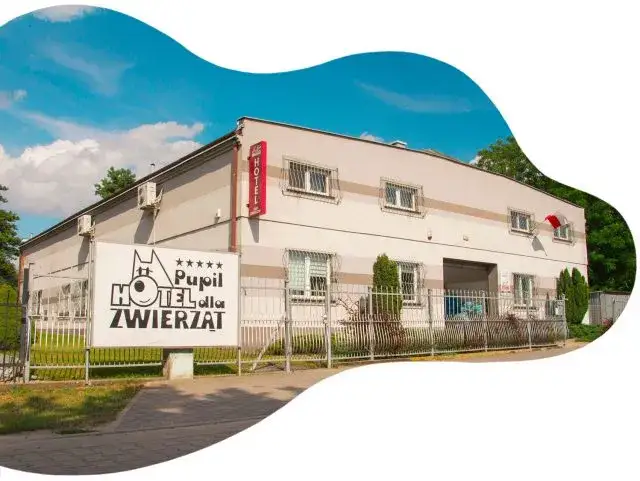 Jak wygląda hotel dla psów? Odkryj komfort i bezpieczeństwo dla pupila