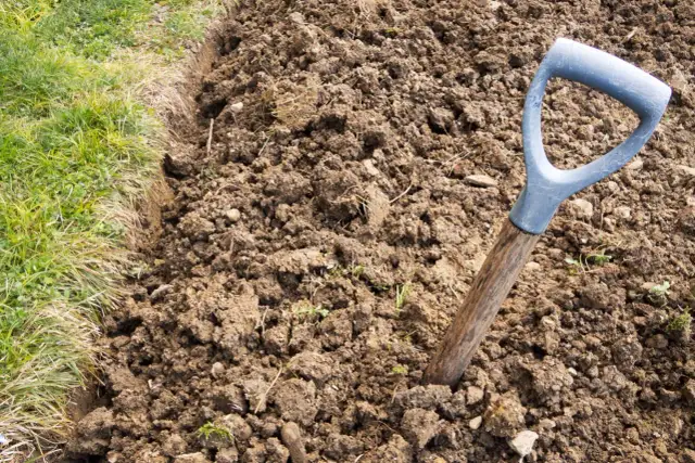 Co uprawiać na glebie gliniastej, aby uniknąć problemów z plonami?