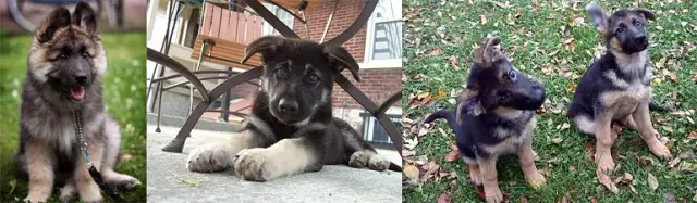 Skuteczne metody jak wytresować owczarka niemieckiego od szczeniaka