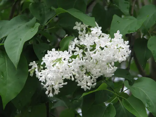 "Kiedy znów zakwitną białe bzy": Kto śpiewał i jaka jest historia?