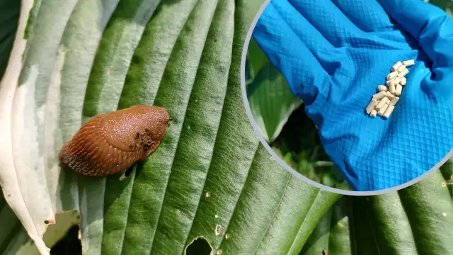 Granulki na ślimaki: Metaldehyd czy fosforan? Wybierz bezpiecznie!